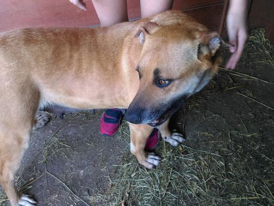 Łapy, łapy cztery łapy Łapy, łapy cztery łapy