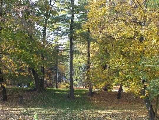 Złota jesień w ostrowieckim parku