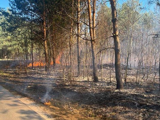 Żywioł pochłonął 20 hektarów nieużytków 