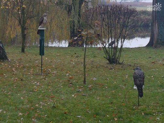 50 lat Gniazda Sokolników w Pińczowie